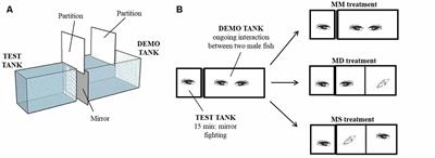 Fighting Assessment Triggers Rapid Changes in Activity of the Brain Social Decision-Making Network of Cichlid Fish